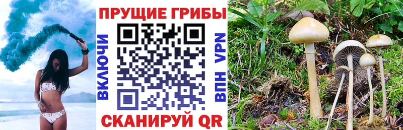 Галлюциногенные грибы мицелий  Купить где  Старая Купавна 